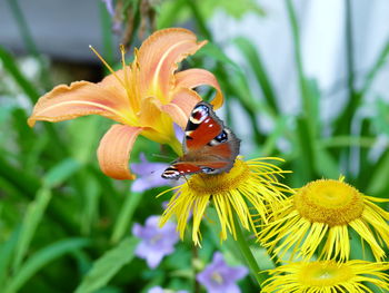 Close-up of butterfly pollinating on flower