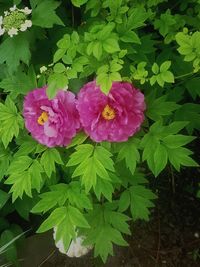 Close-up of pink flowering plant