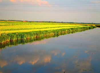 Scenic view of agricultural field against sky