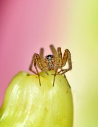Close-up of spider