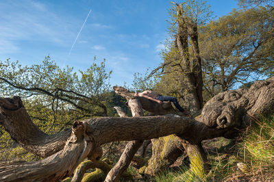 Lizard on tree against sky