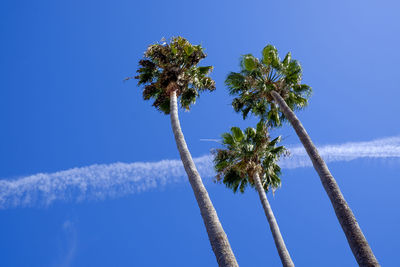 Low angle view of palm tree against blue sky