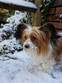Dog in snow