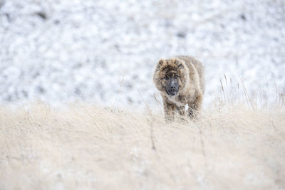 View of cat in snow