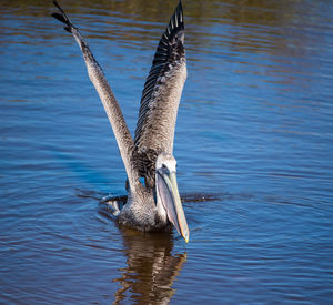 View of bird swimming in lake