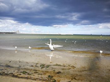 Seagulls on beach