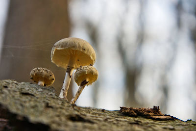 Close-up of a mushroom