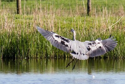 Bird flying over the lake