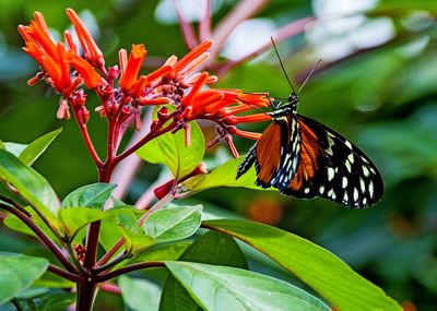 Close-up of butterfly pollinating on flower