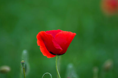 Close-up of red poppy flower