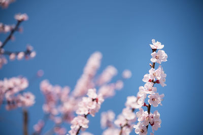 Low angle view of pink flowers blooming against clear sky