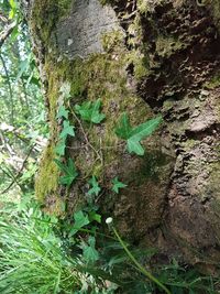 Close-up of ivy growing on tree trunk