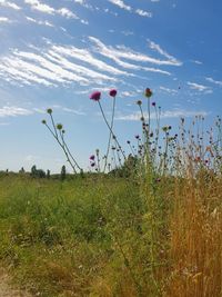 Scenic view of grassy field against sky