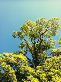 Low angle view of yellow flower tree against clear sky