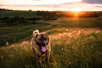 View of dog on field during sunset