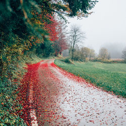 Road covered with fallen leaves by field during autumn in foggy weather