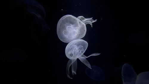 jellyfish