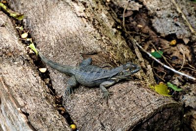 High angle view of lizard on rock