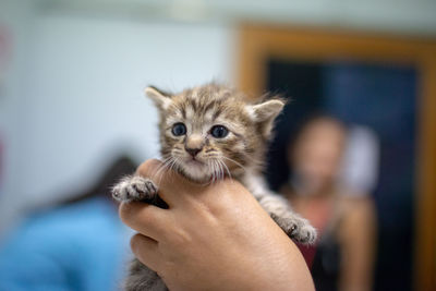 Close-up of hand holding kitten