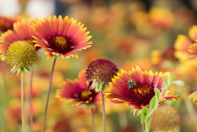 Close-up of pink flowering plants on field