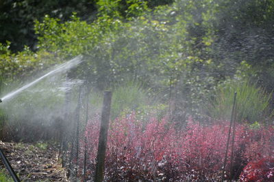 Sprinkler at garden