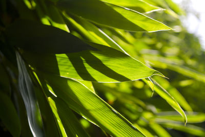 Close-up of leaves against blurred background