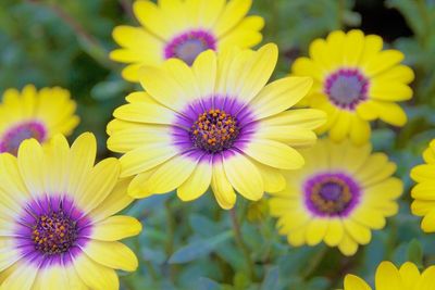 Close-up of purple flower