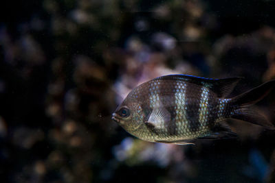 Close-up of fish swimming in sea