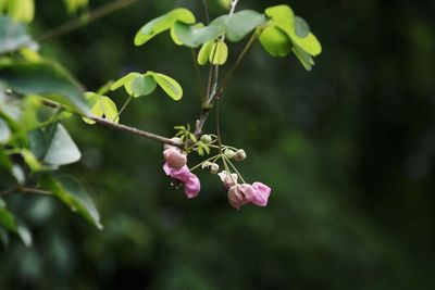 Close-up of flowering plant against blurred background