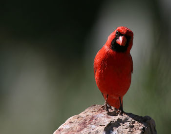 Close-up of bird perching on rock