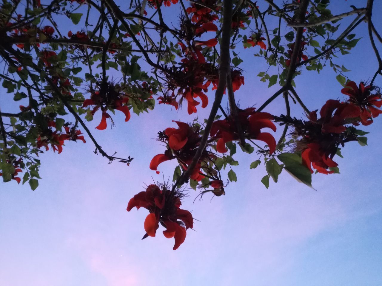 LOW ANGLE VIEW OF RED TREE AGAINST SKY