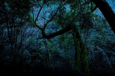 Trees in forest