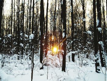 Trees in forest during winter