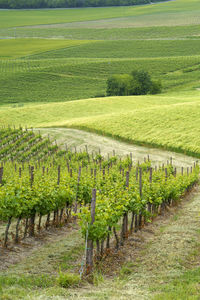 Scenic view of vineyard