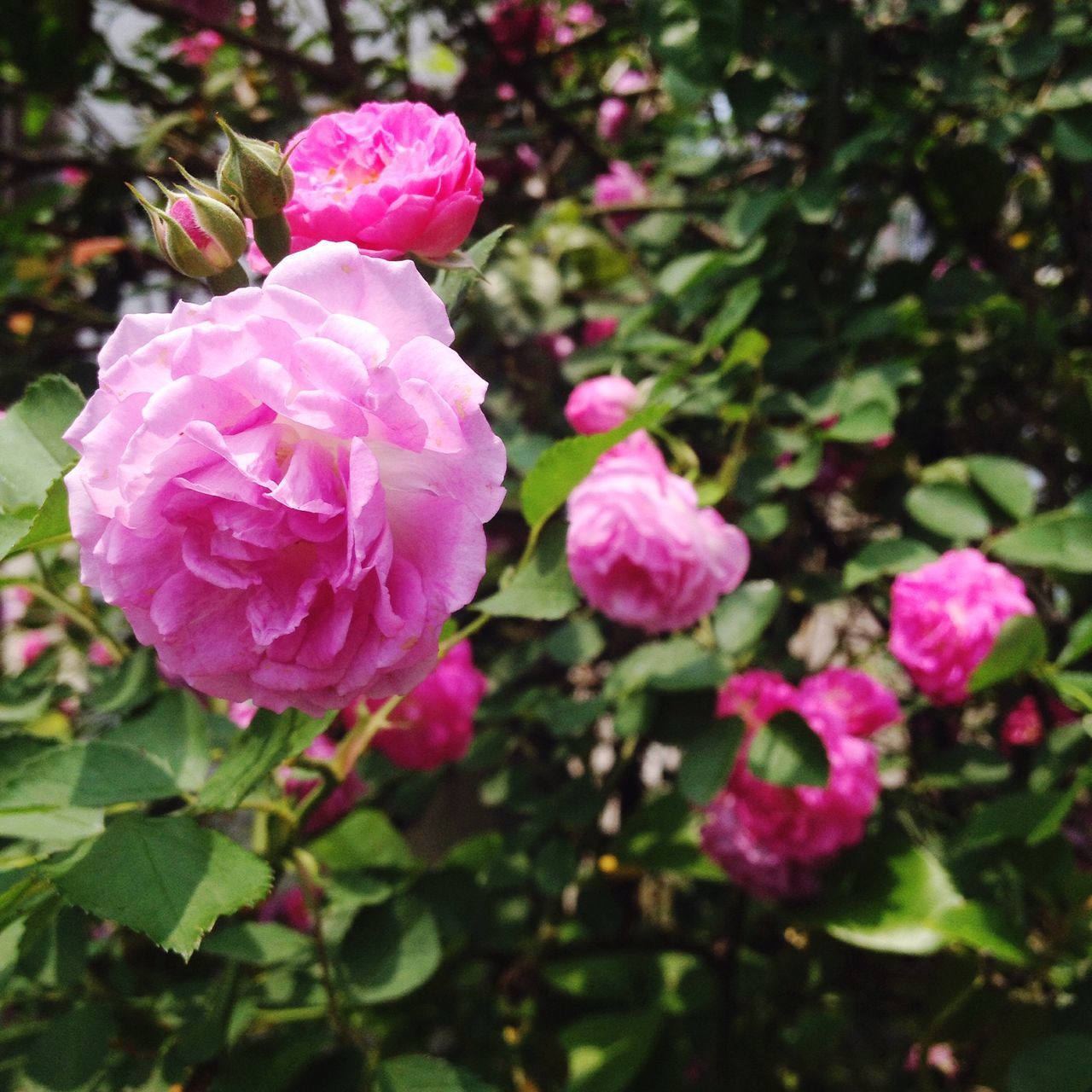 flower, freshness, fragility, petal, growth, flower head, pink color, beauty in nature, close-up, blooming, focus on foreground, nature, plant, in bloom, leaf, park - man made space, rose - flower, blossom, day, outdoors