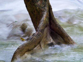 Close-up of tree trunk in water