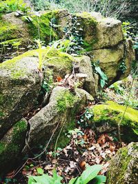 Moss growing on rocks in forest
