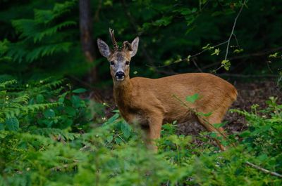 Portrait of deer standing on field