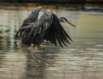 Bird flying over lake