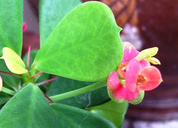 Close-up of pink flower blooming outdoors