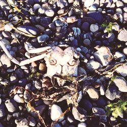 High angle view of crab on pebbles