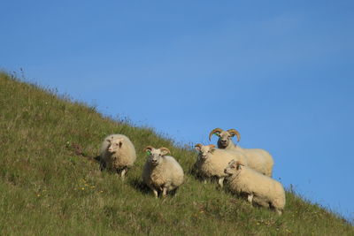 Sheep in a field