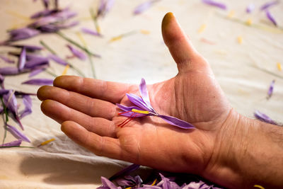 Man holding a saffron flower in his hand