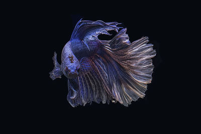 Close-up of jellyfish against black background