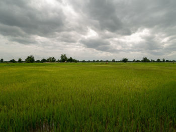 Scenic view of agricultural field against sky