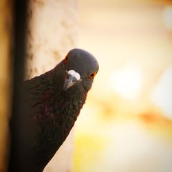 Close-up of bird