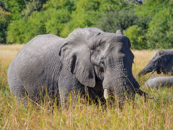 Elephant on landscape