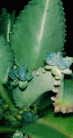 Close-up of succulent plant