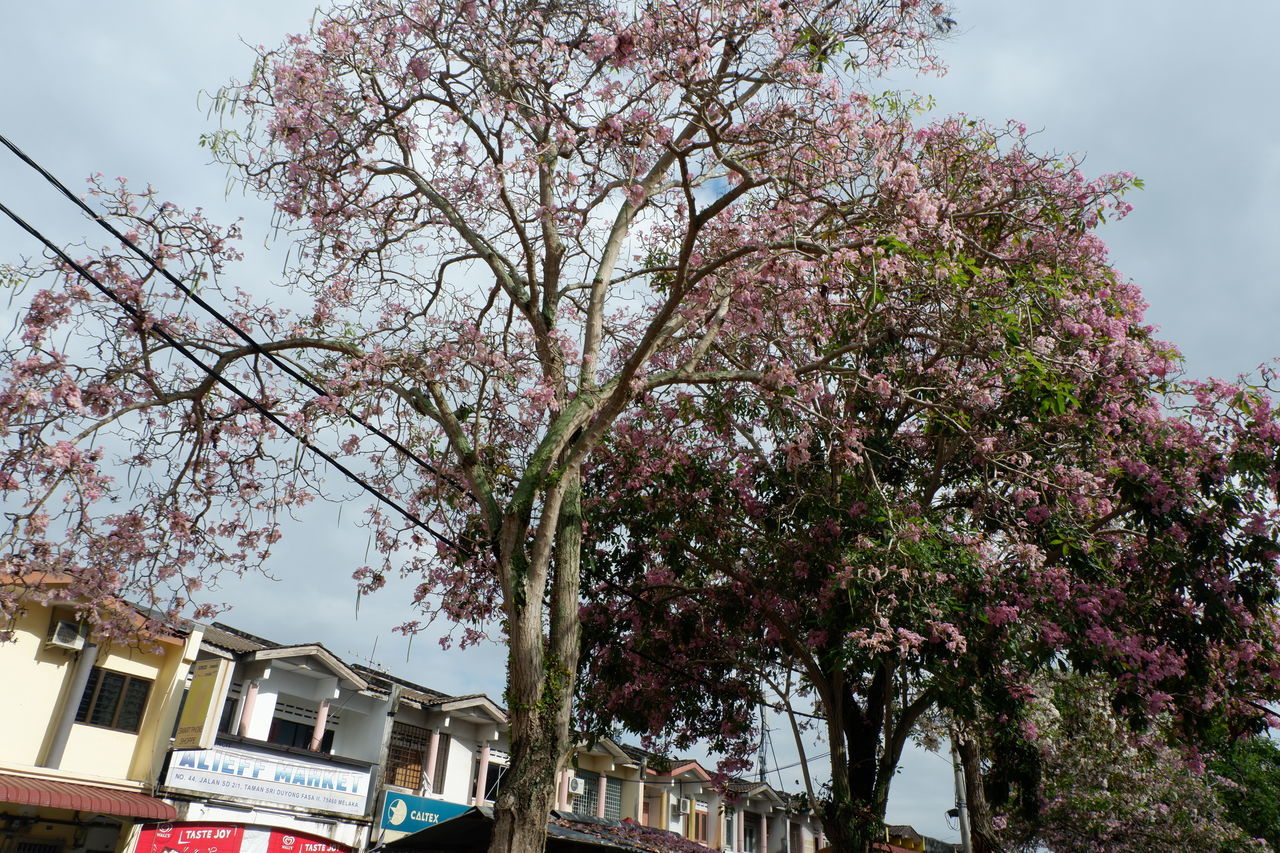 LOW ANGLE VIEW OF PINK FLOWERING TREE