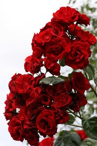 Close-up of red roses